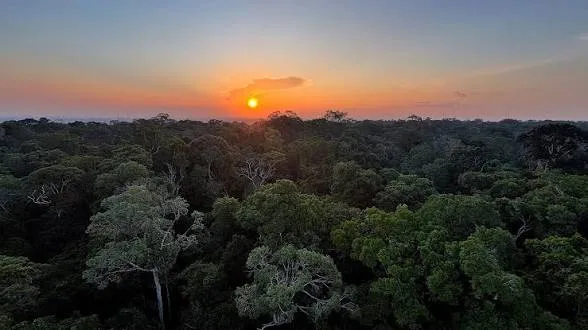 Desmatamento na Amazônia recua 61% em maio
