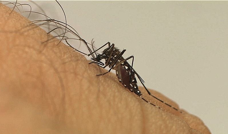 Quase 4 bilhões de pessoas correm risco de infecção pelo Aedes, alerta OMS