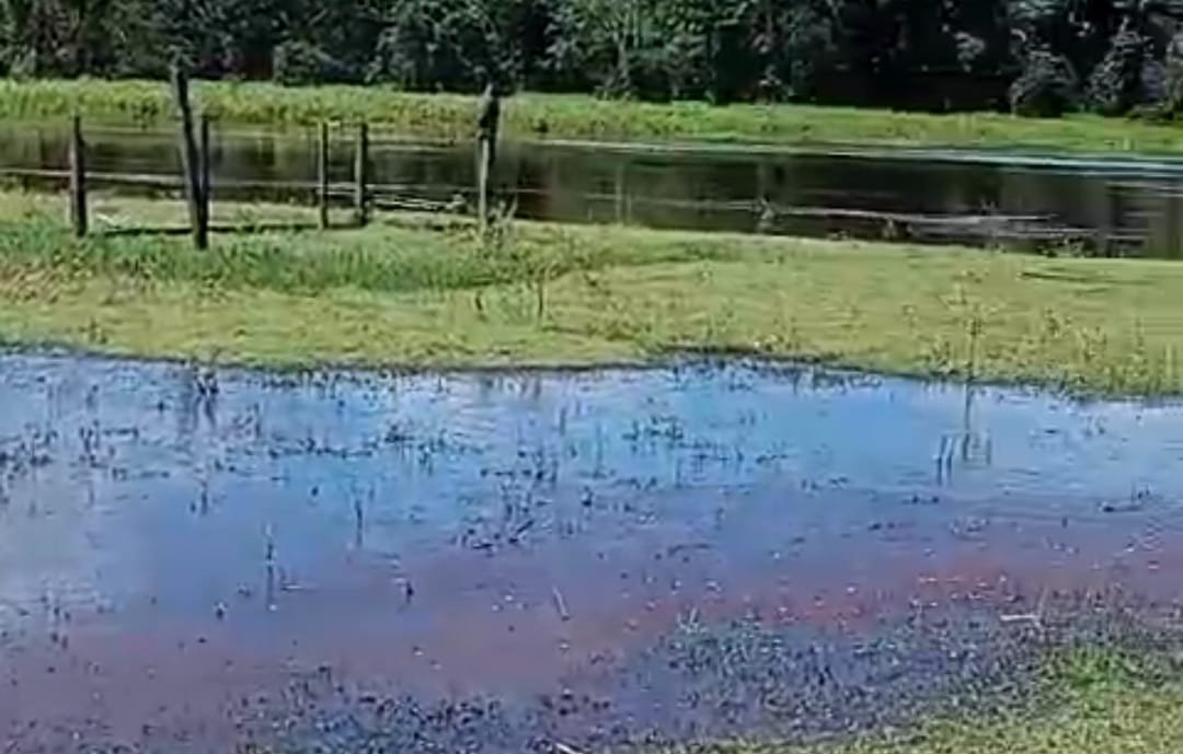 Ladrões de búfalos estão soltos na região do rochedo em Autazes