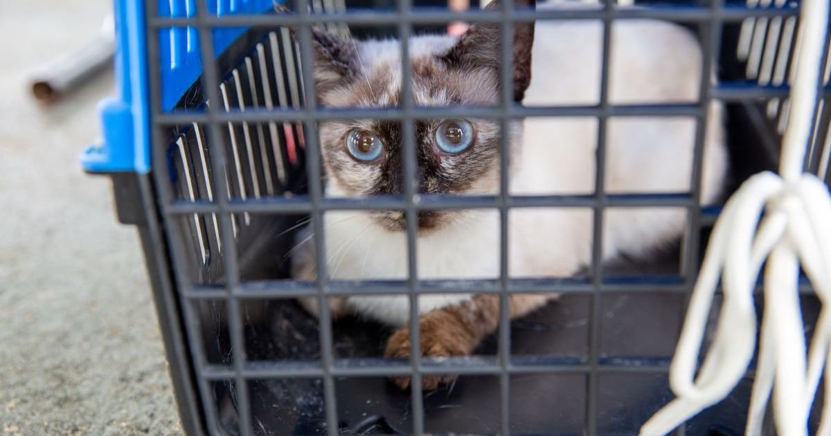 Conjunto Viver Melhor terá ação de castração de animais em Manaus