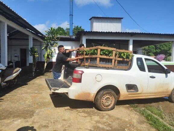 Idam distribui 2,5 mil mudas de castanha a agricultores familiares de Beruri