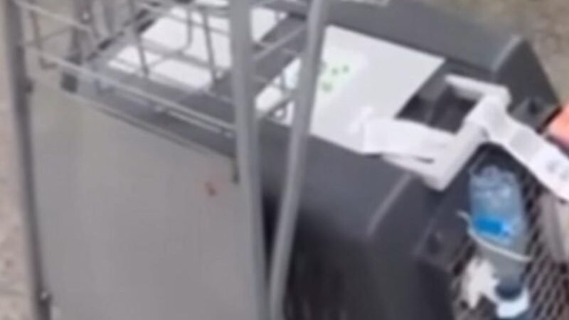 Passageira recebe cachorra ensanguentada após voo do Amazonas