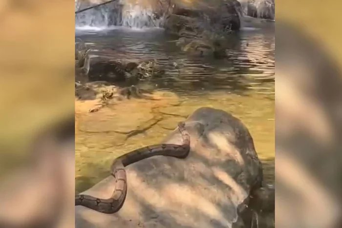 Estudantes flagram jiboia se refrescando em cachoeira; assista