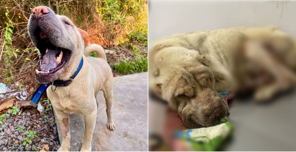 Casal pagou R$ 50 reais para homem abandonar cachorro vítima de maus-tratos em Manaus, diz PC