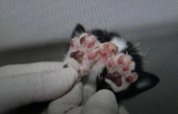 Mulher é presa por queimar dois filhotes de gato, em Manaus