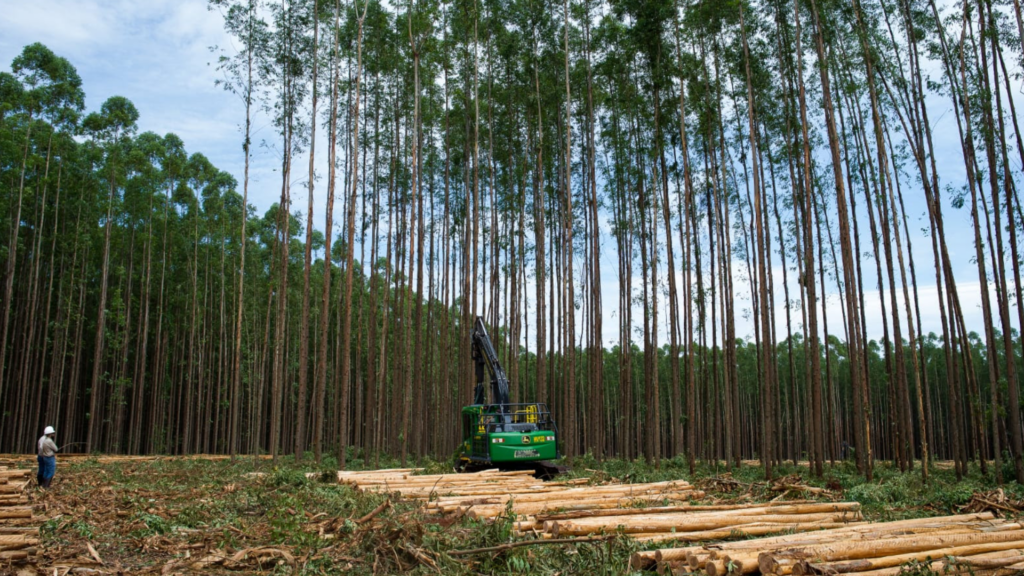 Produção de milho e celulose impulsionam Mato Grosso do Sul rumo à recuperação em 2025