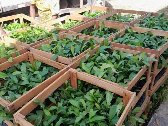 Idam distribui 8,6 mil mudas de castanha-do-Brasil para extrativistas de Nova Olinda do Norte e Beruri