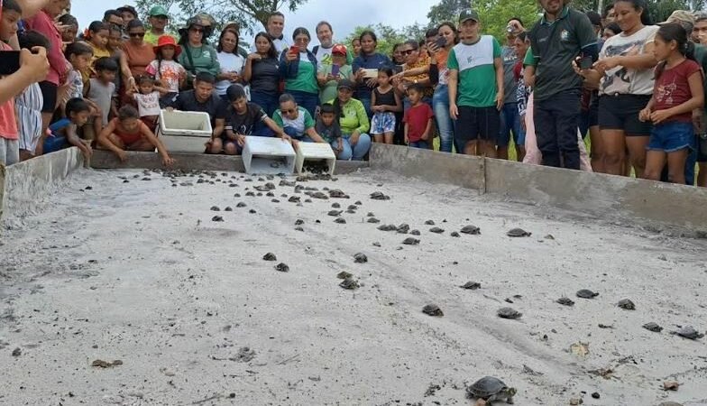 Mais de 300 quelônios são soltos no rio Mamuru, em Parintins