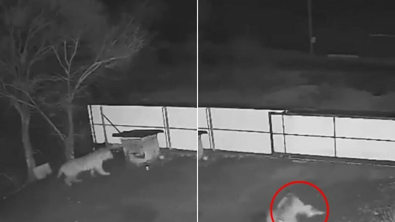 Vídeo mostra tigre invadindo sítio e arrastando vítima para matagal