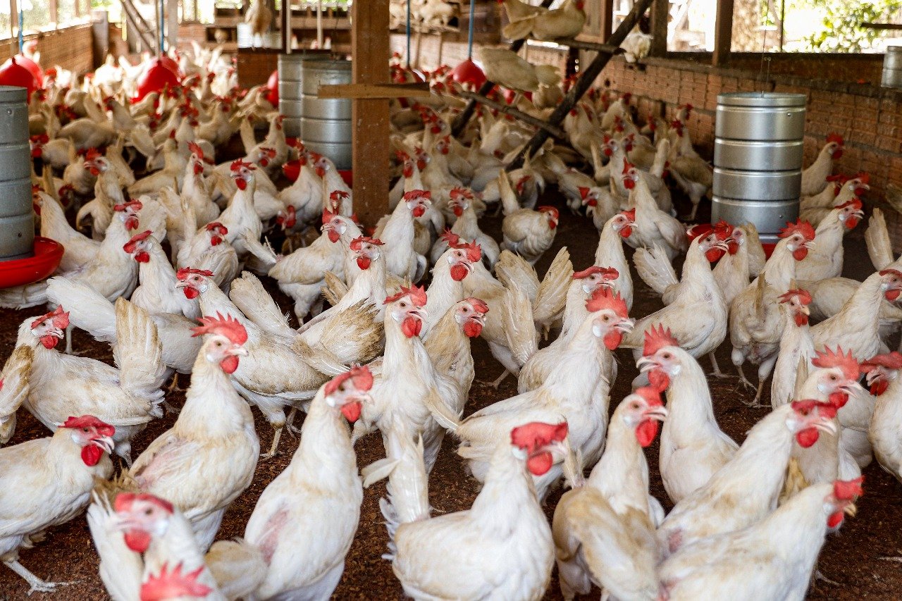 Granjas recebem recomendações sanitárias para evitar entrada da gripe aviária no AM